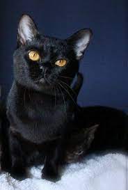 Burmilla Kitten Burmese Kitten And Mandalay Kittens Burmese Kittens Burmilla Cat Cute Animals