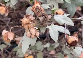 Image result for Psydrax subcordata