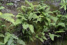 Image result for Asplenium tenuicaudatum