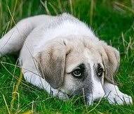 We actually put my dog down this week because she wasn't reacting well to the chemo. Dog Lymphoma When To Euthanize Dog Leash Pro