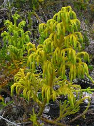 Image result for Lycopodiella cernua