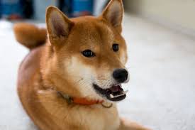 Maybe you would like to learn more about one of these? Shiba Inu Temperament Other Things You Should Know About