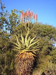 Image result for Aloe littoralis