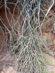 Image result for Cynanchum mulanjense