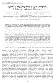 Image result for Sclerochiton vogelii