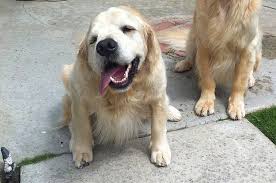 Animals Get Down Syndrome Too And They Look Adorable Omigu