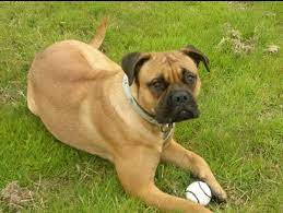The pitbull boxer mix is one crossbreed that you should consider adding to your family. Lola A Bullmastiff Cross Wicklow Lost And Found Animals Facebook