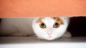 I have 6 dogs and i trust second chance with all of my fur babies. Second Chance Animal Rescue Shelter Launches Pizza Cat Adoption Campaign Herald Sun