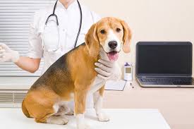 Your veterinarian may run laboratory tests to look for signs of liver dysfunction or. Why Is My Dog Coughing Up Blood