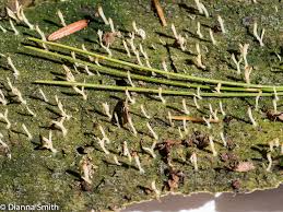 Image result for Multiclavula mucida