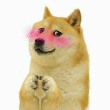 Doge memes became so popular that they even inspired a cryptocurrency called dogecoin. Uaamaucihaf Uaamaucihaf Profile Pinterest
