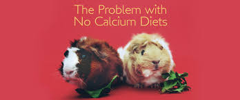 No Calcium Diets For Guinea Pigs Good Or Bad Small Pet