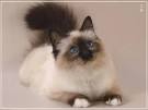 Birman Cat Breed Information - Vetstreet