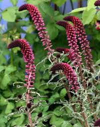 Image result for Lysimachia angustiloba