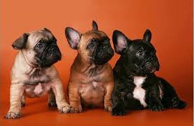While the origins of the french bulldog may be murky, it is known for a fact that it was 1896 that they were first seen in the united states. French Bulldog Breeders Australia Home Facebook