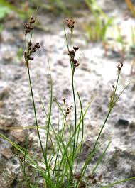 Image result for Juncus exsertus