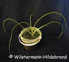 Cryptocoryne wendtii 'green gecko' or ? Wasserkelche Cryptocorynen Als Aquarienpflanzen