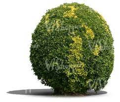 Move the circle around as you move, and you'll end up with a perfect ball topiary every time. A Round Topiary Bush Farm Gardens Tree Photoshop Trees For Photoshop