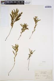 Image result for Ipomoea linosepala