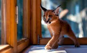 Usually eats, small mammals, birds, and rodents. Adorable Caracal Kittens Grow Into Elegant Wild Cats That Roam The African Savanna