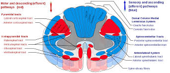 Also, afferent ﬁ bers entering through dorsal rootlets Lateral Corticospinal Tract Wikipedia