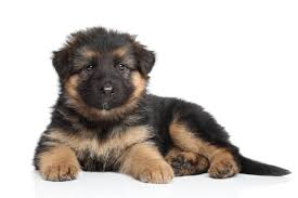 German Shepherd Puppies For Sale