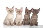 Burmese Kittens For Sale by Reputable Breeders | Pets4You