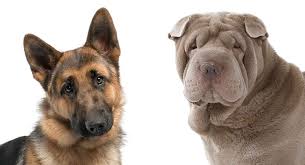 Shar pei will grow up to be 8 to 11 years old. Shar Pei German Shepherd Mix A Dignified And Loyal Combination