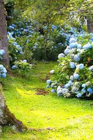 Check spelling or type a new query. 17 Best Plants That Grow Under Pine Trees
