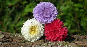 Flowers are amazing creations of nature that delight us with their beautiful scent and bright colors. Aster Flower Meaning Symbolism And Colors