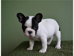 Only guaranteed quality, healthy puppies. Cheap French Bulldog Puppies For Sale Sharjah Dubai Classifieds