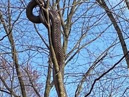 Pittsburgh public safety pittsburgh (whdh) — a person enjoying the day on a park trail in pittsburgh discovered a massive snake slithering down a tree thursday. Pittsburgh Park Rangers Search For A Snake Seen On Frick Park Trail Pennlive Com