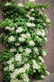 Climbing Hydrangea In 2021 Climbing Hydrangea Wall Climbing Plants Climbing Hydrangea Vine