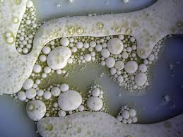 Olive Oil And Cream Texture Art Patterns In Nature Texture
