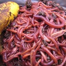 They are the worms we run out of our growing beds. Best Live Earth Worms 3 Types Red Wigglers Eisenia Fetida European Night Crawlers African Night Crawlers For Sale In Cecil County Maryland For 2021