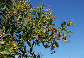 Image result for Stigmella arbusculae