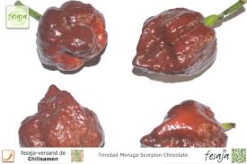 Meet the butch t trinidad scorpion chilli pepper: Trinidad Moruga Scorpion Chocolate Fesaja Versand