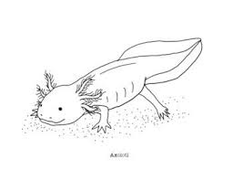 Do you want to learn how to draw?. Axolotl Coloring Page By Mama Draw It Teachers Pay Teachers Axolotl Coloring Pages Drawings