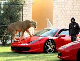 pin on whips