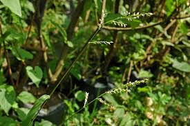 Image result for Echinochloa colona