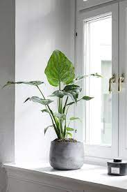Alvhem Arsenalsgatan 10 Plant Decor Indoor Indoor Plants Plants