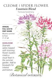 Image result for Cleome densifolia