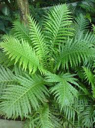 Image result for Blechnum punctulatum