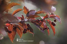 Maybe you would like to learn more about one of these? Purple Prince Crabapple Trees Today Nursery