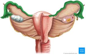 Eileiter Tuba Uterina Anatomie Histologie Klinik Kenhub