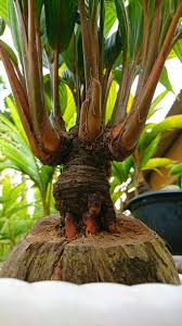 Lemon tree bonsai suitabletree, heirloom fruit seeds for kitchen garden bonsai suitable fruit seeds pack. Coco Bonsai On Twitter 9 Crowns Coconut Tree In Bonsai Form