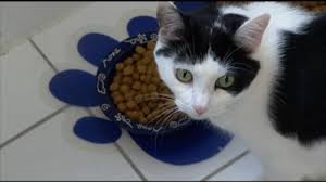 Some shelters may also accept goods such as food, blankets, or even toys such as dog ball launchers to keep the dogs occupied! Valley Animal Center In Need Of Cat Food Donations As Supplies Run Low Abc30 Fresno