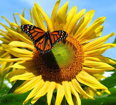 You can download free the sunflower. Hd Wallpaper Sunflower Sunflowers Butterfly Monarch Farm Summer Field Wallpaper Flare