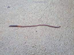Get Rid Of Earthworms In A Bathroom