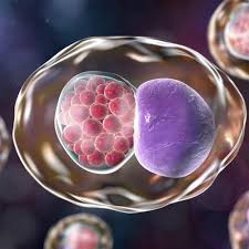 Image result for Chlamydia Trachomatis